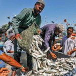 Seafood exports grow 32.05%  in two months