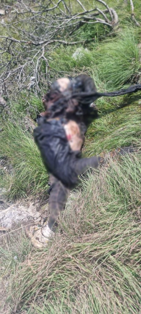 Security forces kill 19 Fitna al-Khwarij in Khyber Pakhtunkhwa