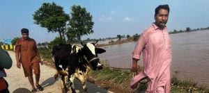 Flood-hit farmers battle fodder crisis as prices skyrocket