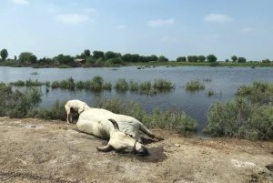 Flood-hit farmers battle fodder crisis as prices skyrocket