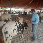 Livestock department holds veterinary camp in Ranwal