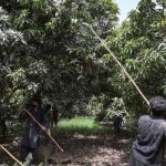 Floods damage 22 percent mango orchards in Multan Region; production likely to fall