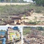 Illegal tree cutting a major driver of pollution and environment crisis: experts