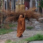 An elderly woman carrying dry wood branches for domestic use on her way near Tarlai area in the Federal Capital