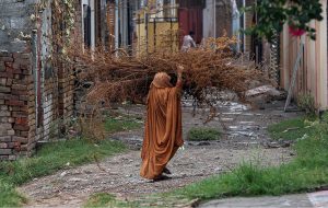 An elderly woman carrying dry wood branches for domestic use on her way near Tarlai area in the Federal Capital
