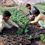 Nursery workers planting seedlings of seasonal plants and flowers in pots at a nursery in the Federal Capital