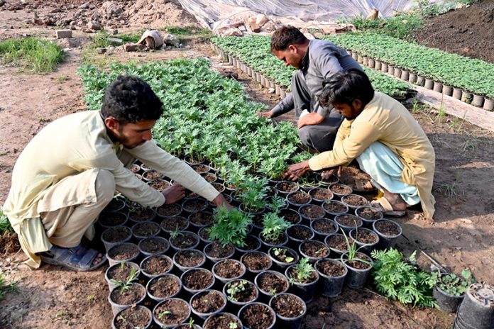 Nursery workers planting seedlings of seasonal plants and flowers in pots at a nursery in the Federal Capital
