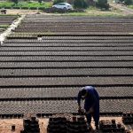 A nursery worker busy with his routine tasks at a local nursery in the H-9 area of the Federal Capital