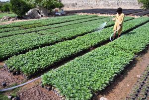 A nursery worker is watering newly sown seeds of seasonal plants and flowers in pots at a local nursery in the Federal Capital