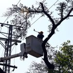 A CDA staffer cutting tree branches while standing on a crane in the Federal Capital