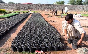 A nursery worker busy with his routine tasks at a local nursery in the H-9 area of the Federal Capital