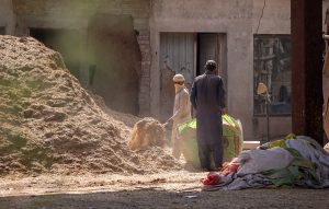 Labourers busy filling bags with chaff (husk from wheat) for selling at their workplace