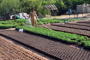 A nursery worker busy with his routine tasks at a local nursery in the H-9 area of the Federal Capital