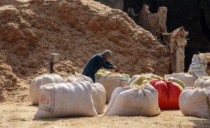 Labourers busy filling bags with chaff (husk from wheat) for selling at their workplace