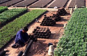 A nursery worker busy with his routine tasks at a local nursery in the H-9 area of the Federal Capital
