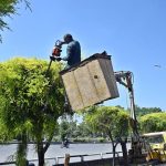 A CDA gardener is trimming and shaping trees standing in a crane box along the green belt to enhance the natural beauty of the federal capital
