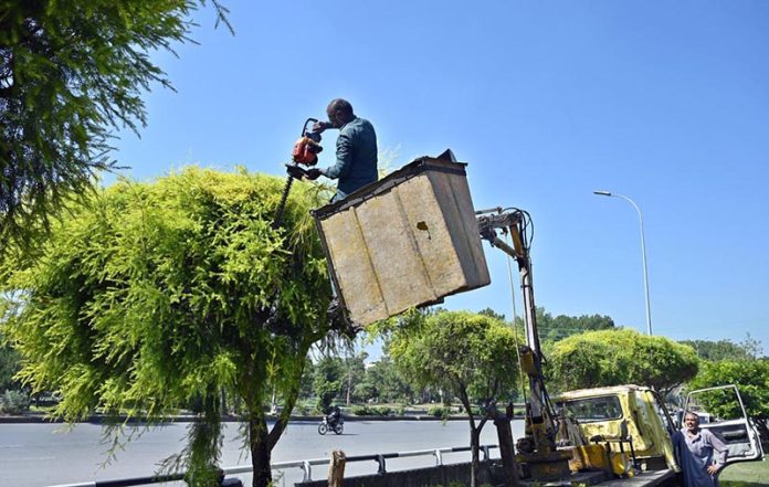 A CDA gardener is trimming and shaping trees standing in a crane box along the green belt to enhance the natural beauty of the federal capital