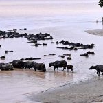 A large herd of buffalos enjoys a bath in the Indus River