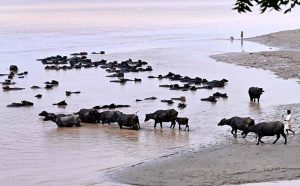 A large herd of buffalos enjoys a bath in the Indus River