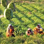 Female farmers harvest fresh spinach from their field to sell in nearby markets and earn their daily income