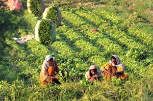 Female farmers harvest fresh spinach from their field to sell in nearby markets and earn their daily income