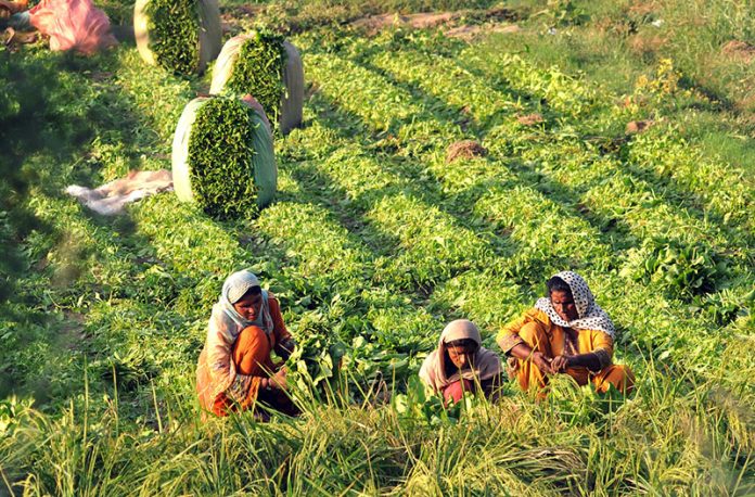 Female farmers harvest fresh spinach from their field to sell in nearby markets and earn their daily income Female farmers harvest fresh spinach from their field to sell in nearby markets and earn their daily income