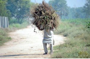A man is carrying a bundle of wood on his head to be used as fire wood.