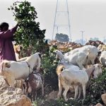 A Farmer feeds fodder to his goats in Latifabad