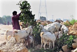 A Farmer feeds fodder to his goats in Latifabad