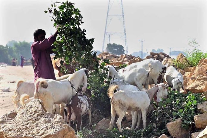 A Farmer feeds fodder to his goats in Latifabad