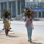 Women carrying bundles of dry tree branches on their heads while walking along a roadside to use as firewood for domestic purposes.