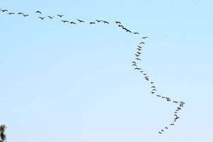 Migratory birds flying high across the sky in search of food and suitable habitats to spend the winter season. These birds travel thousands of kilometers from the cold plains of Siberia to the warmer regions of South Asia, including Pakistan — their arrival marking the onset of winter in the region
