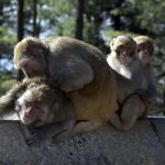 Monkeys sitting together along a roadside area