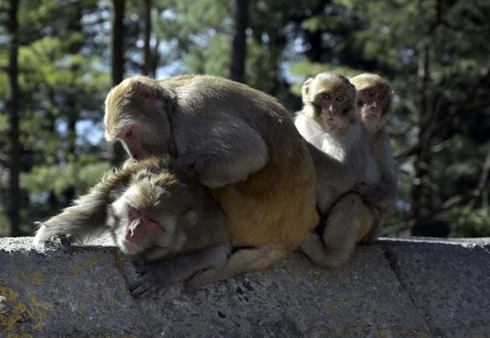 Monkeys sitting together along a roadside area Monkeys sitting together along a roadside area