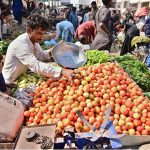 A vendor displaying the tomatoes to attract the customers at subzi mandi.