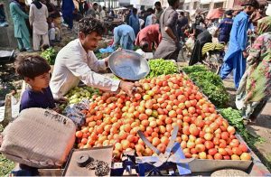 A vendor displaying the tomatoes to attract the customers at subzi mandi.