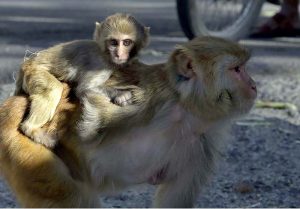 Monkeys sitting together along a roadside area