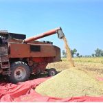 Farmers are busy threshing the rice crop after harvesting in their field at Jhang Road near Bori Dhudhian Village.
