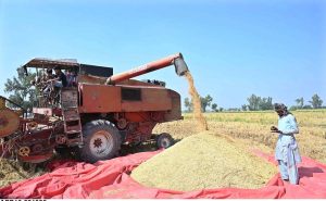 Farmers are busy threshing the rice crop after harvesting in their field at Jhang Road near Bori Dhudhian Village.