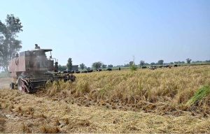 Farmers are busy threshing the rice crop after harvesting in their field at Jhang Road near Bori Dhudhian Village.