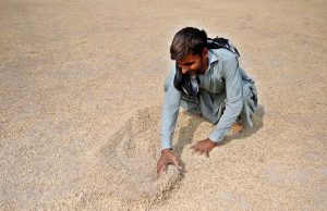 A factory worker spreading the rice crop for drying at a rice warehouse in the outskirts of Larkana City.