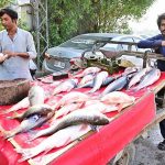 A vendor displaying fish to attract the customers on handcart.