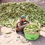 A worker busy in filling their basket with corns for selling at Vegetable Market
