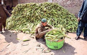 A worker busy in filling their basket with corns for selling at Vegetable Market
