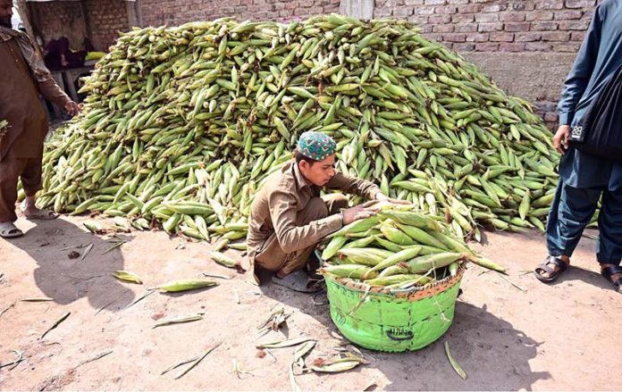 A worker busy in filling their basket with corns for selling at Vegetable Market
