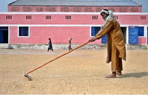 A factory worker spreading the rice crop for drying at a rice warehouse in the outskirts of Larkana City.