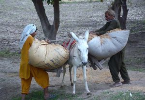 Farmer loading chaff (husk from wheat) on a donkey.