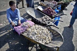 Labourers unloading bags of potatoes and onion from delivery truck at Fruit and Vegetable Market.