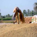 Workers spreading rice for drying purposes in the field