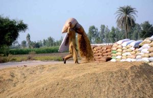 Workers spreading rice for drying purposes in the field